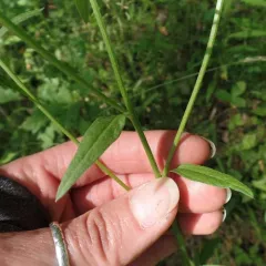 daisy fleabane thumbnail 4