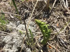 prairie moonwort thumbnail 2