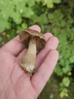 Cortinarius raphanoides thumbnail 3