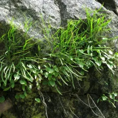 intermediate bellflower thumbnail 4