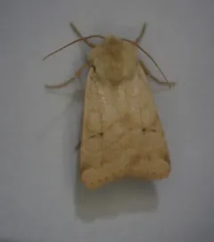 Yellow Dart thumbnail 4