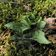 checkered rattlesnake plantain thumbnail 3