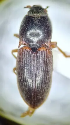 Bicolour Click Beetle thumbnail 2