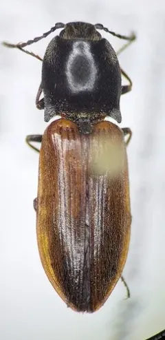 Pseudanostirus hoppingi thumbnail 2