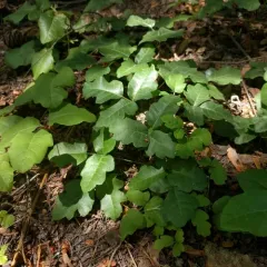 Pacific poison oak thumbnail 4