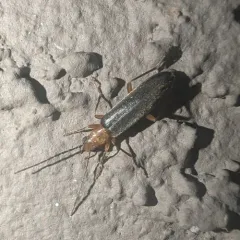 Xanthochroina bicolor thumbnail 2