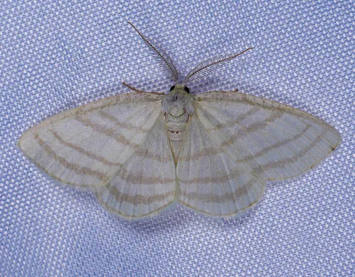 Four-lined Cream Moth