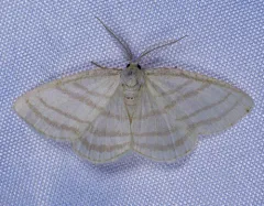 Four-lined Cream Moth thumbnail 1