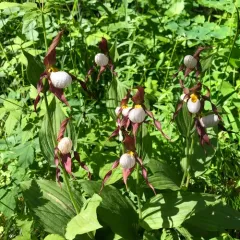 mountain lady's-slipper thumbnail 3