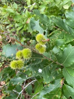 Allegheny Chinquapin thumbnail 4