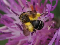 Pigmented Miner Bee thumbnail 3