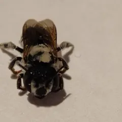 Megachile apicalis thumbnail 3