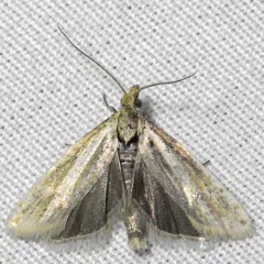 Pelochrista mediostriata thumbnail 2