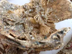 Caberea ellisii thumbnail 3