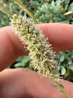 Chelan Rockmat thumbnail 3