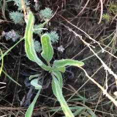 narrow-leaved purple coneflower thumbnail 2