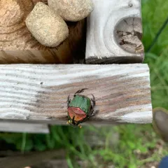 Rainbow Scarab thumbnail 2
