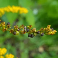 Schizomyia racemicola thumbnail 4