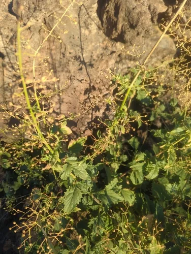 Desert Figwort