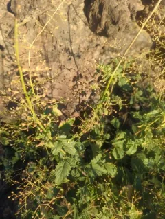 Desert Figwort thumbnail 1