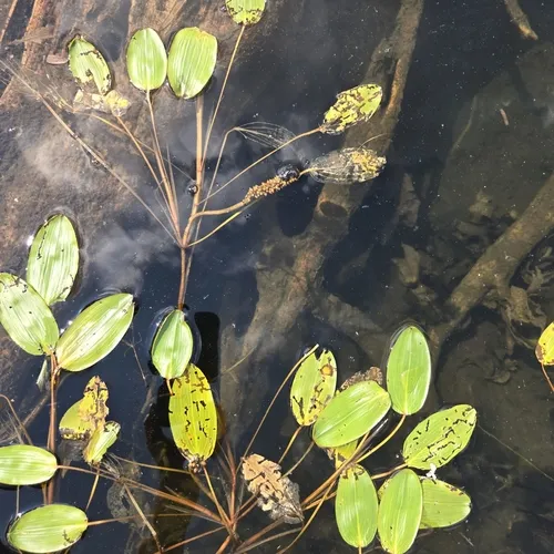Broad-leaved Pondweed