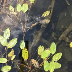 Broad-leaved Pondweed thumbnail 1