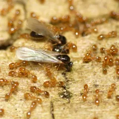 Common American Thief Ant thumbnail 3