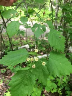 Schuette's Hawthorn thumbnail 2