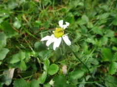 Oxeye daisy thumbnail 4