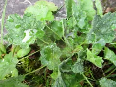 coralbells thumbnail 4