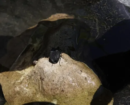 Embaphion muricatum