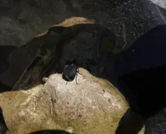 Embaphion muricatum thumbnail 1