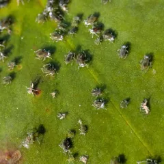 waterlily aphid thumbnail 1