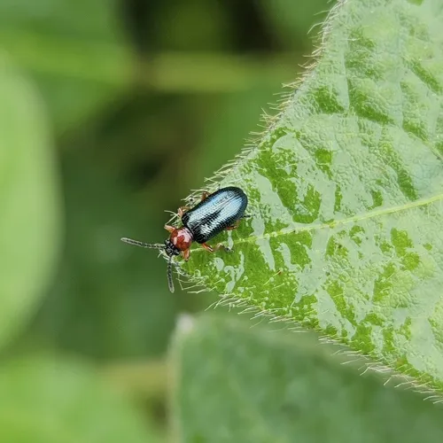 Cereal Leaf Beetle