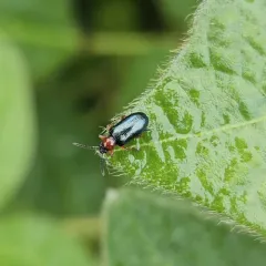 Cereal Leaf Beetle thumbnail 1
