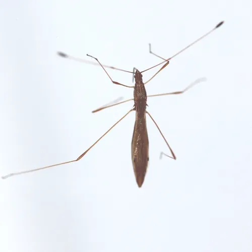 Spined Stilt Bug
