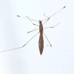 Spined Stilt Bug thumbnail 1
