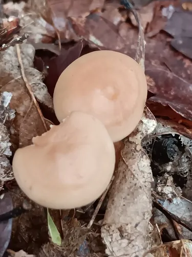 Gymnopus kauffmanii