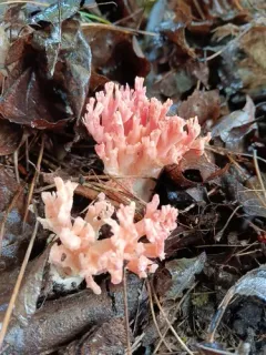 Ramaria subbotrytis thumbnail 3