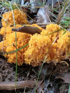Ramaria thalliovirescens thumbnail 2