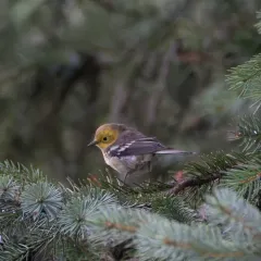 Hermit Warbler thumbnail 4