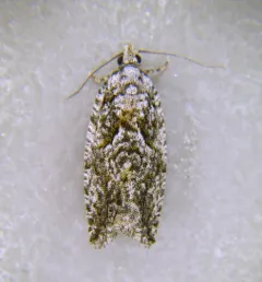 Epinotia nonana thumbnail 3