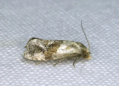 Rolandylis fusca