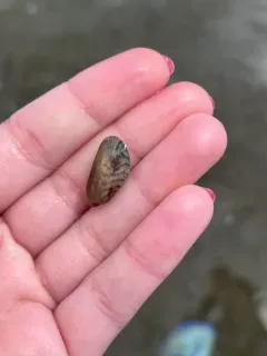 Asian Date Mussel thumbnail 3