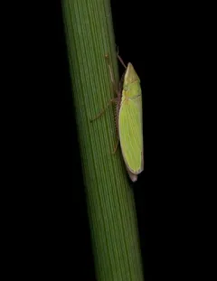 Draeculacephala antica thumbnail 4