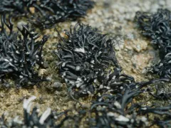 Mountain Bootstrap Lichen thumbnail 1