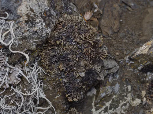 Mountain Sausage Lichen