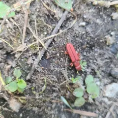 Red Flat Bark Beetle thumbnail 4