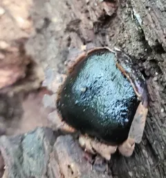 Dog's nose fungus thumbnail 4