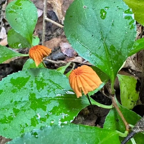 Orange Pinwheel